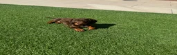 Miniature Dachshund dogs for sale: Smooth Haired Miniature Daschund  - Advert 1