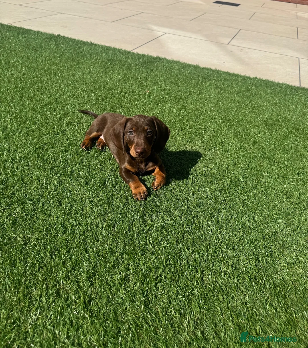 Miniature Dachshund dogs for sale: Smooth Haired Miniature Daschund  - Advert 1