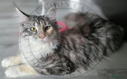 Maine Coon cats for sale: Pure Bred Maine Coon "Petite" - For Sale - Image 2
