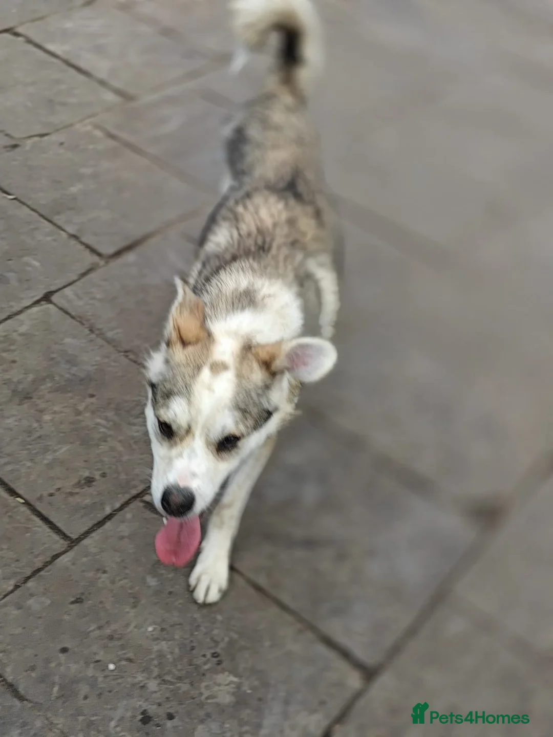 Mixed Breed dogs for adoption: ❤️GRACY❤️-a fluffy ball of joy in a small wrap  - Advert 13