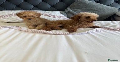 Miniature Poodle dogs - Advert 9