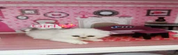 Scottish Fold cats for sale: Scottish Fold  Last Girl - Advert 4