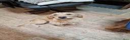 Labradoodle dogs for sale: Eris f1 labradoodle 4 years old  - Advert 6