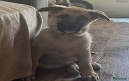 Mixed Breed dogs for sale: Beautiful Inca & handsome Nanuq PUPDATE x5 - Image 32
