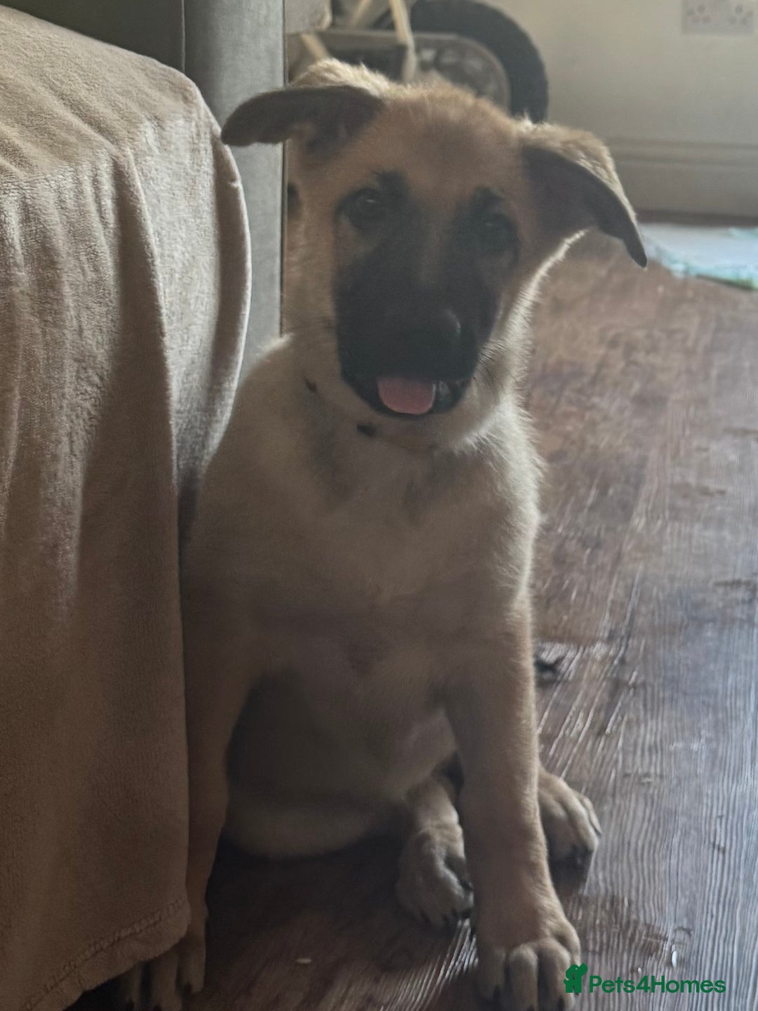 Mixed Breed dogs for sale: Beautiful Inca & handsome Nanuq PUPDATE x5 - Image 32