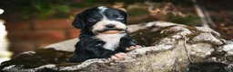 Cocker Spaniel dogs for sale: Beautiful Black and Chocolate Cocker Spaniel KCReg - Advert 7