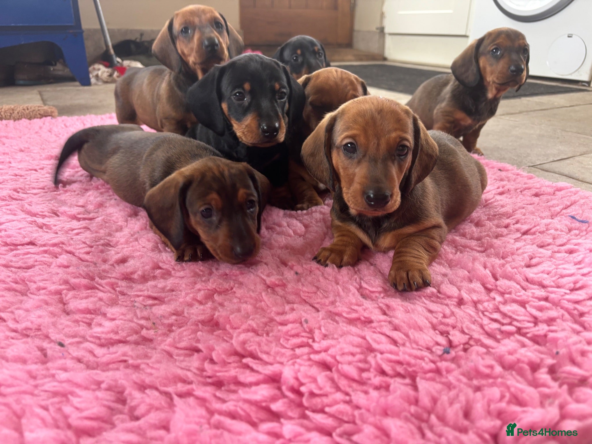 Dachshund dogs Stunning KC Registered Standard Dachshunds  - Advert 1