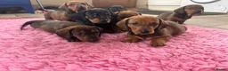 Dachshund dogs for sale: Stunning KC Registered Standard Dachshunds  - Advert 15