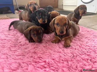Dachshund dogs Stunning KC Registered Standard Dachshunds - Advert 1
