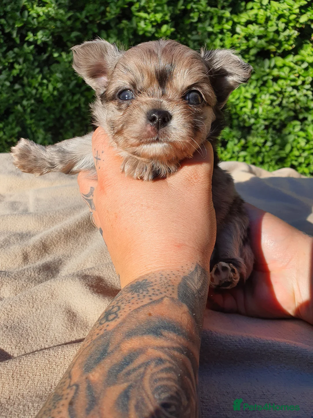 Chihuahua dogs for sale: Long Haired Chihuahua Boys Gorgeous  in London - Advert 2