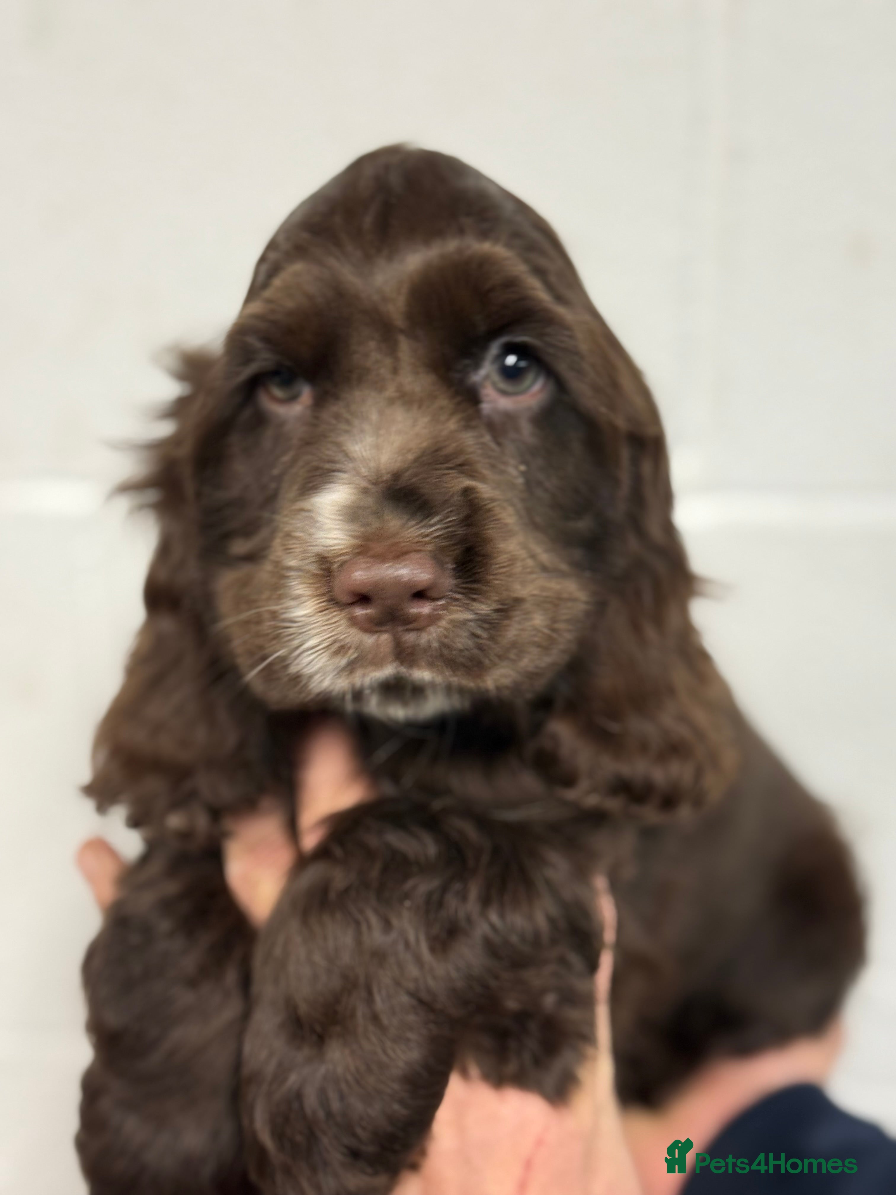 Cocker Spaniel dogs True to type Show Cocker Spaniels - KC reg parents - Advert 2