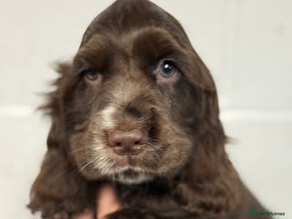 Cocker Spaniel dogs True to type Show Cocker Spaniels - KC reg parents - Advert 16