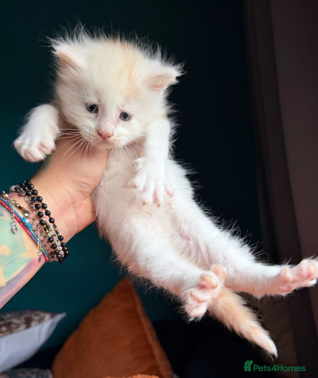 Maine Coon cats for sale: Maine Coons with Tests, Papers & Vet Checks - Advert 12