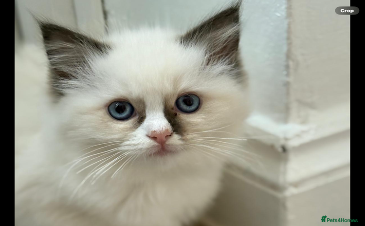 Ragdoll cats Exclusive Genuine 100 % Traditional Ragdolls  - Advert 2