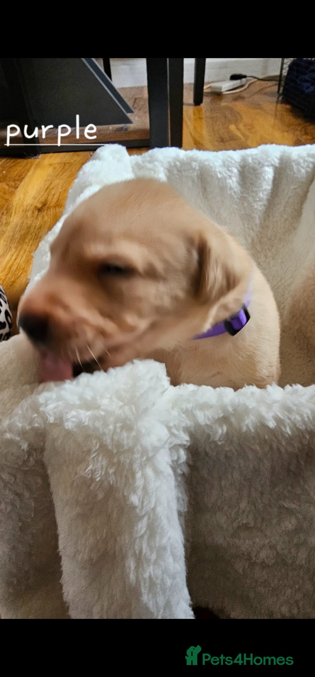 Labrador Retriever dogs for sale: 8 beautiful labrador puppies  - Image 4