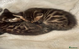 Mixed Breed cats for sale: Beautiful Snow Bengal/Black Tabby Kittens - Image 2