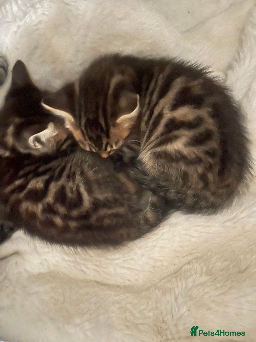 Mixed Breed cats for sale: Beautiful Snow Bengal/Black Tabby Kittens - Image 2