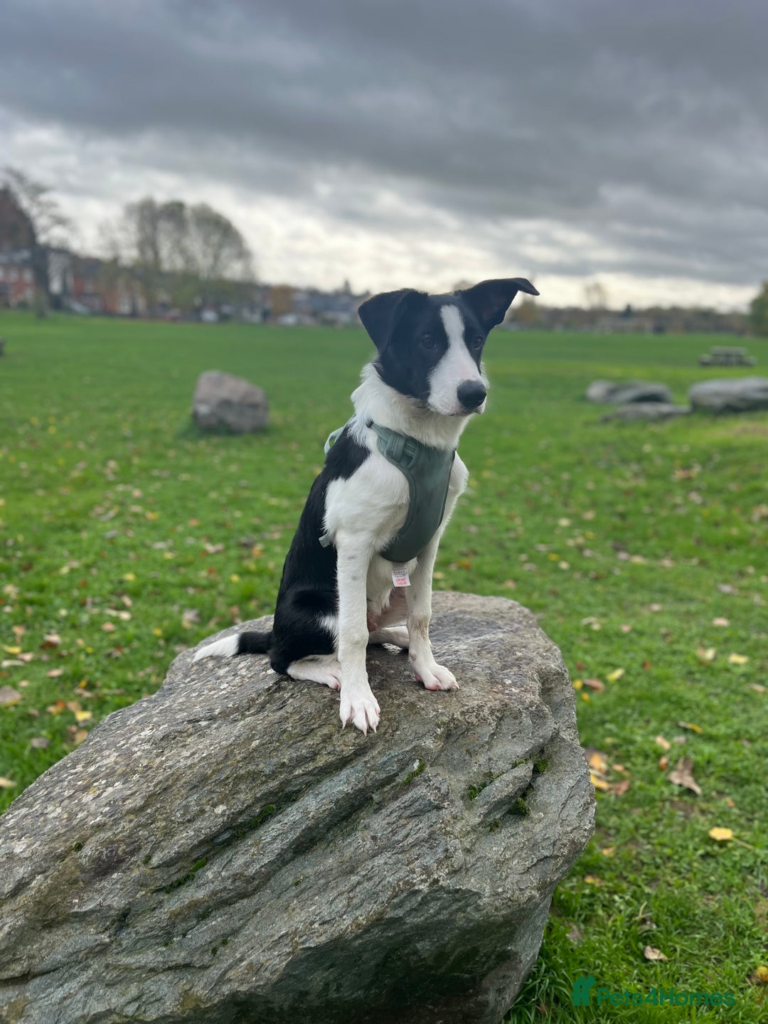 Border Collie dogs for sale: Border collie 7 months old  - Advert 3