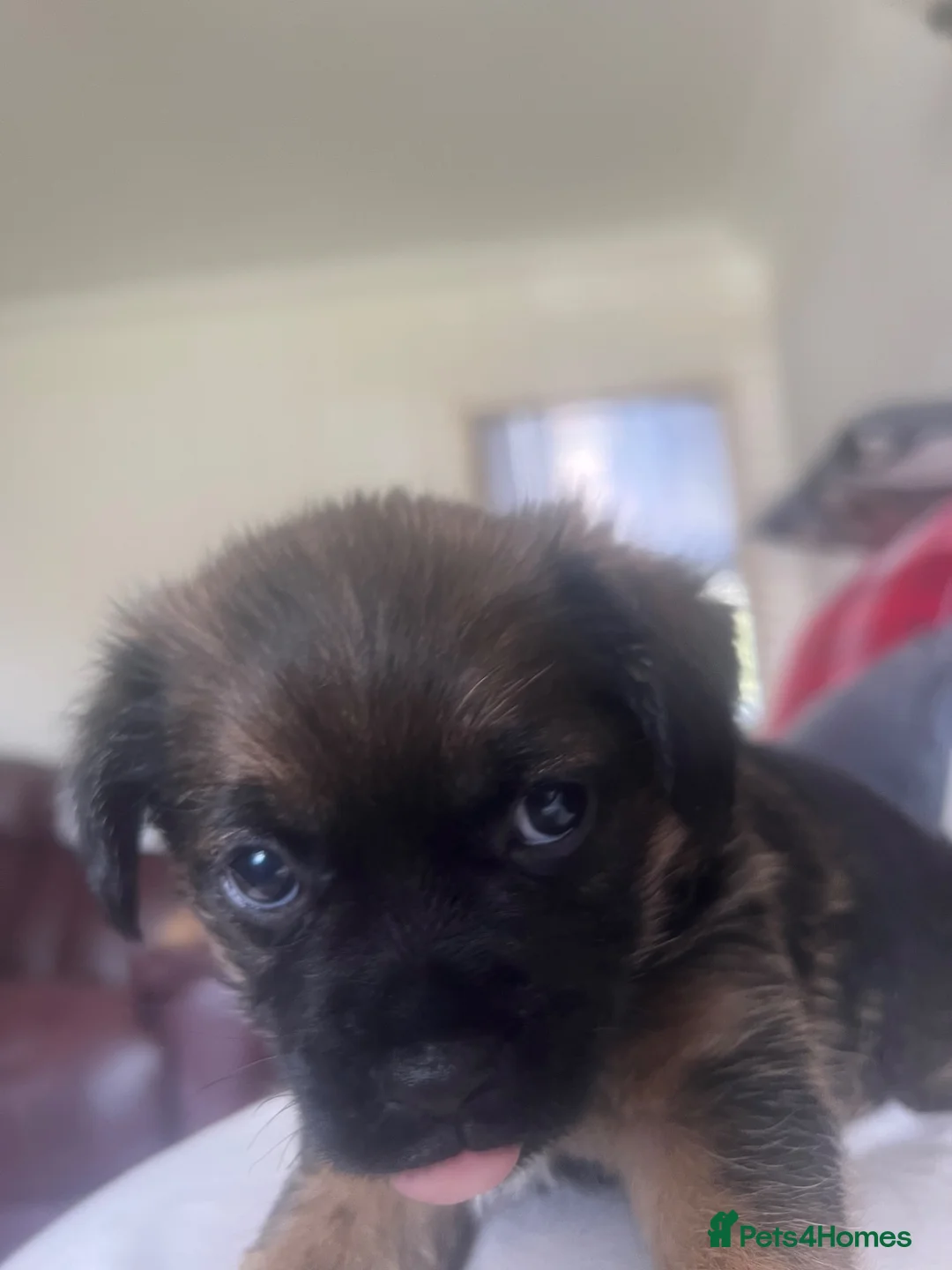 Border Terrier dogs for sale: Border terrier pup for sale  - Advert 2