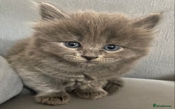 Siberian cats for sale: Siberian Kittens Neva Masquerade White - Image 25
