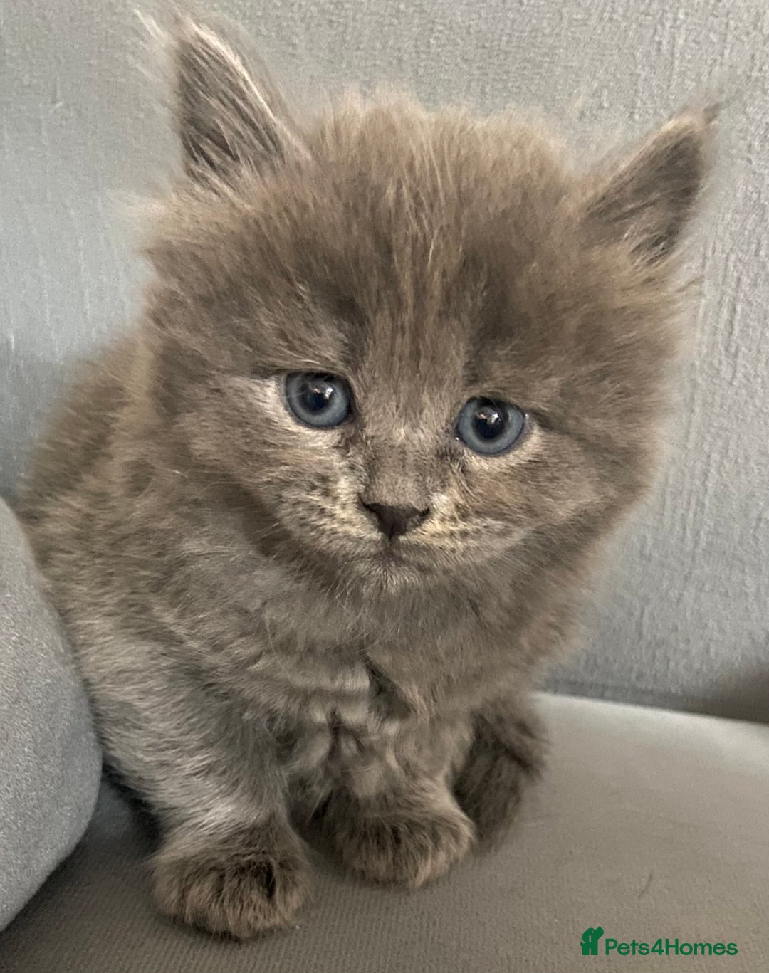 Siberian cats for sale: Siberian Kittens Neva Masquerade White - Image 25