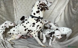 Dalmatian dogs for sale: Liver spot Dalmatian puppies - Image 1