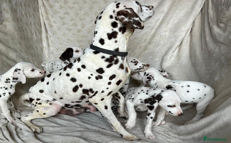 Dalmatian dogs - Advert 1