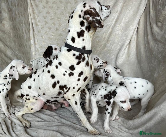 Dalmatian dogs - Advert 5