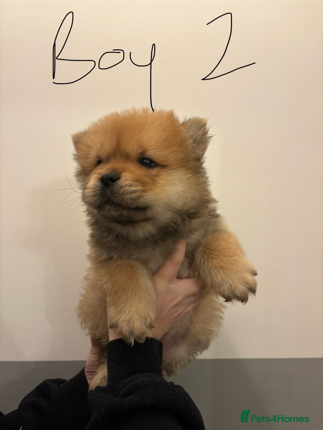 Chow Chow dogs for sale:  🐾 Exclusive Chow Chow Puppies  - Advert 18
