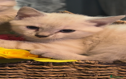 Mixed Breed cats for sale: 2 male kitten - Image 1