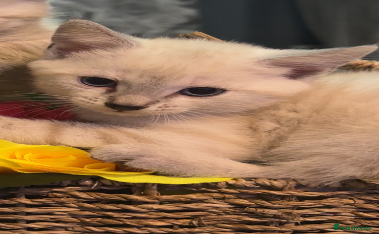 Mixed Breed cats - Advert 11