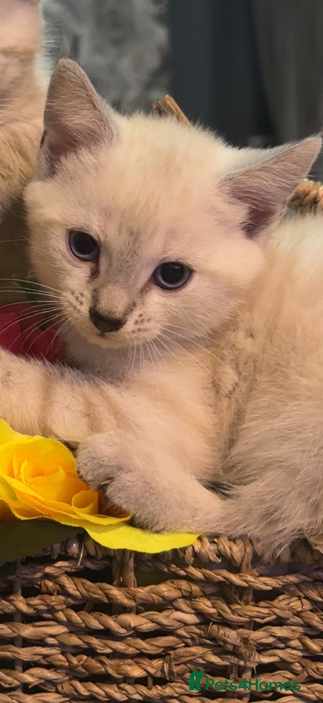 Mixed Breed cats for sale: 2 male kitten - Image 1