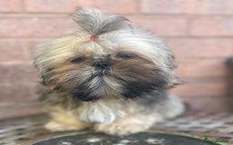 Shih Tzu dogs for sale: ❤️ Wilson has now joined his forever family ❤️ - Image 5