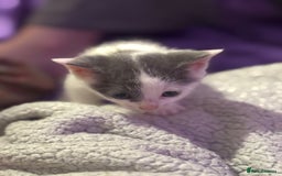 British Shorthair cats for sale: Kittens - Image 4