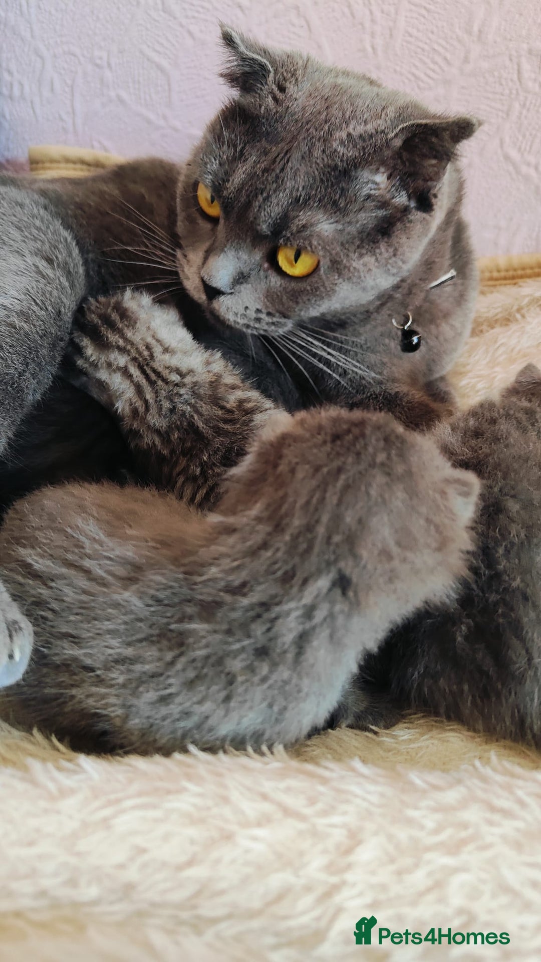Scottish Fold cats for sale: ❤️Gorgeous Scottish Fold Straight ears kittens❤️ - Image 33