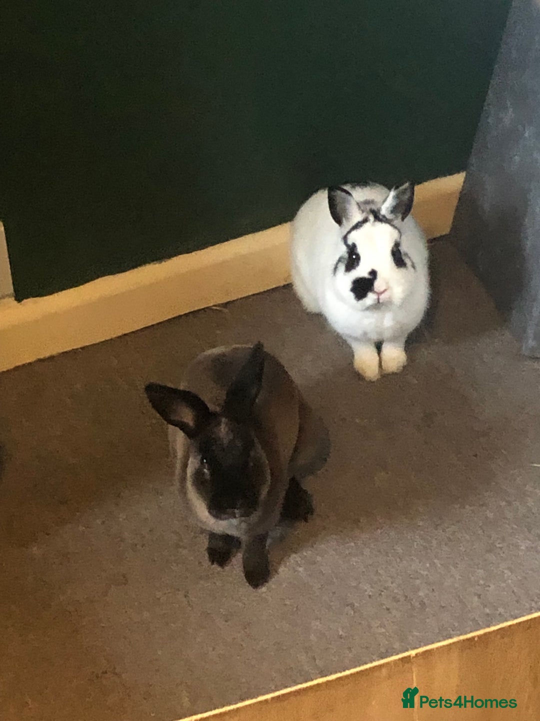 Mixed Breed rabbits for sale: Choco & Eclipse - Advert 1