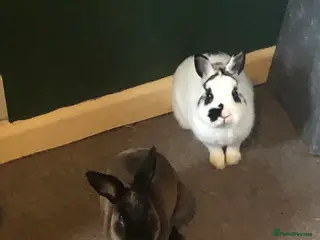 Mixed Breed rabbits Choco & Eclipse - Advert 18