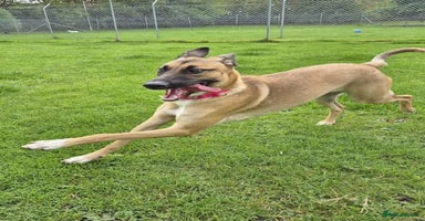 Mixed Breed dogs - Advert 5