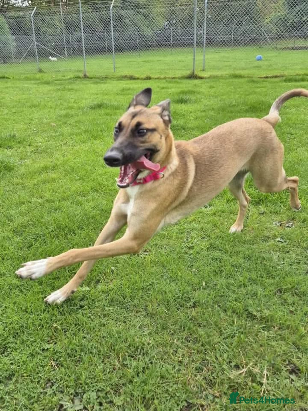 Mixed Breed dogs for sale: Maggie, 11months. Mali/GermanShep X Greyhound - Image 3