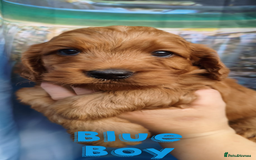 Cockapoo dogs for sale: Beautiful F1 Cockapoo Puppies - 3 boys 1 girl - Image 8