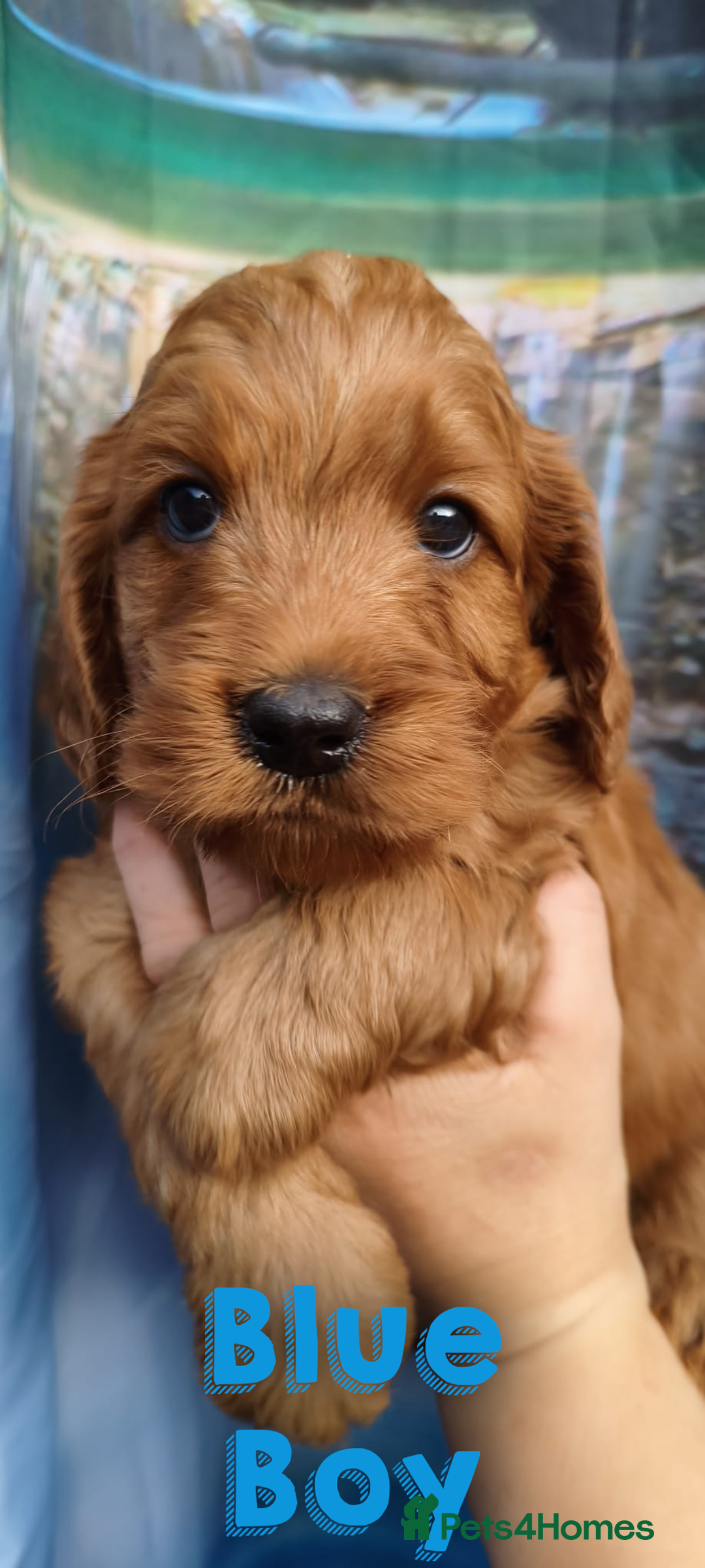 Cockapoo dogs for sale: Beautiful F1 Cockapoo Puppies - 3 boys 1 girl - Image 8