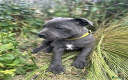Staffordshire Bull Terrier dogs for sale: Chunky Staffy pups 💕 2 girls left, Ready to leave - Image 26