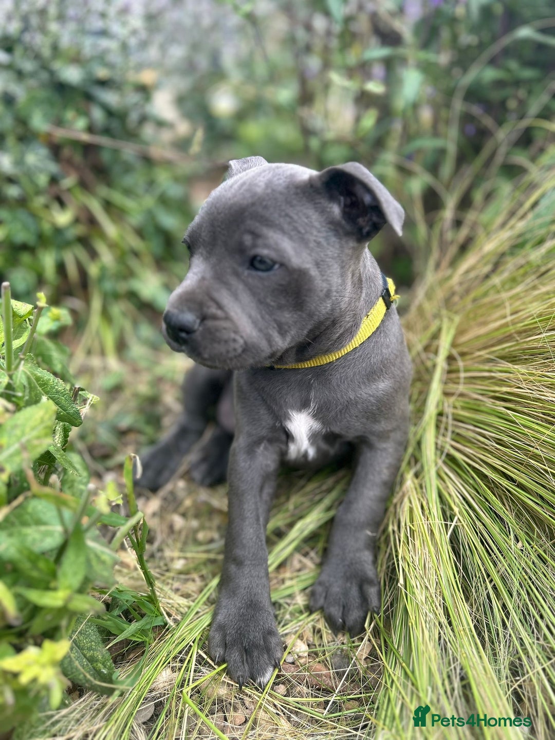 Staffordshire Bull Terrier dogs for sale: Chunky Staffy pups 💕 2 girls left, Ready to leave - Image 26