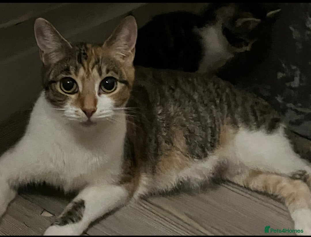 Mixed Breed cats for sale: Beautiful kittens - Advert 6