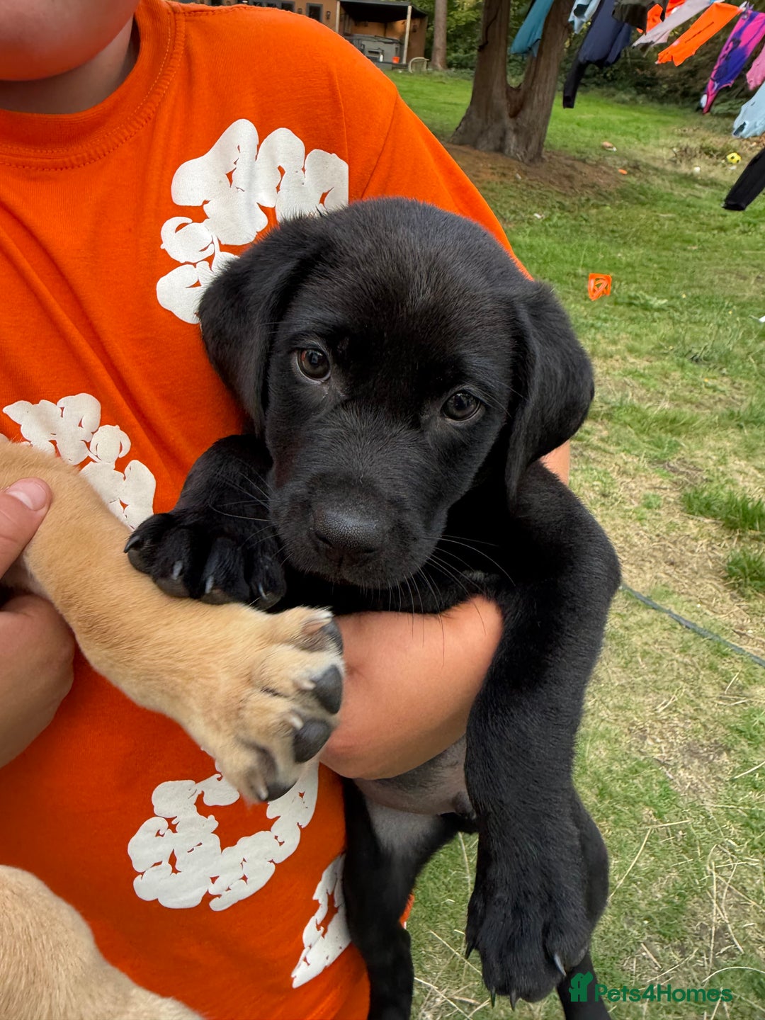 Labrador Retriever dogs for sale: 2 beautiful laborador puppies  - Image 5