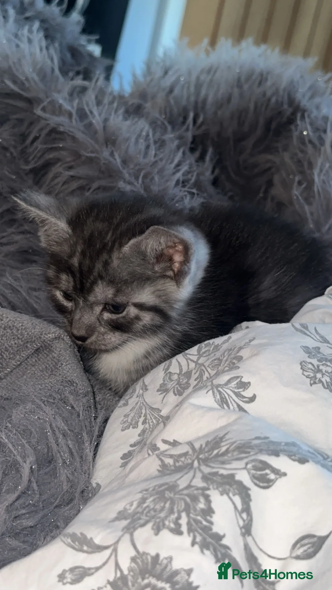 British Shorthair cats for sale: British short haired kittens ready to leave 🐱🐱 in Bristol - Advert 15
