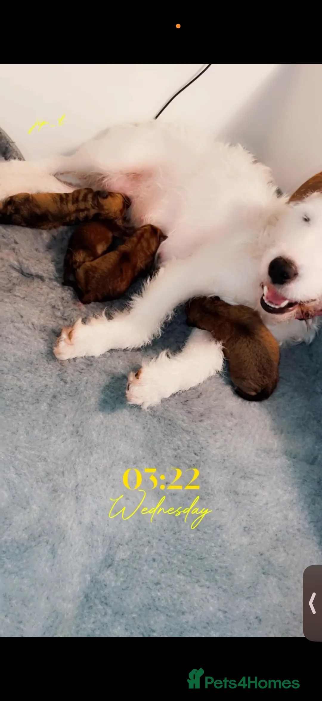 Lakeland Terrier dogs for sale: Lakeland terrier female. in Glasgow - Advert 2