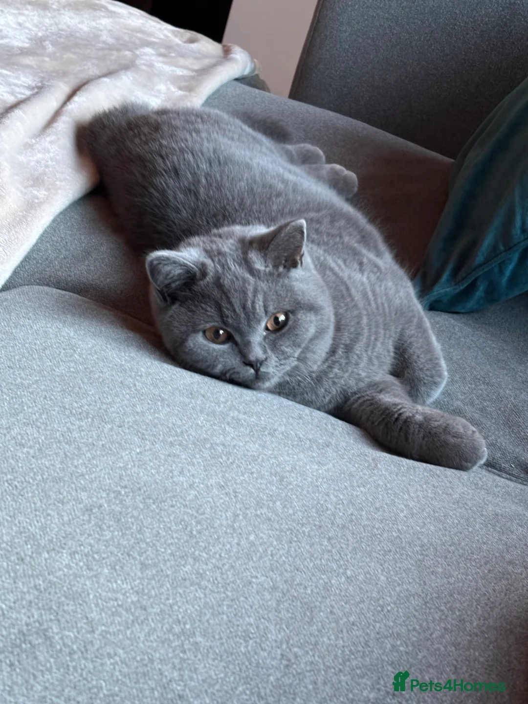 British Shorthair cats for sale: 🏆Exceptional pedigree GCCF BSH blue boy💙 - Advert 15