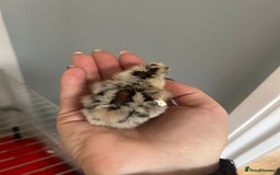 Chickens poultry for sale: Day old bantam silkie chicks  - Image 4