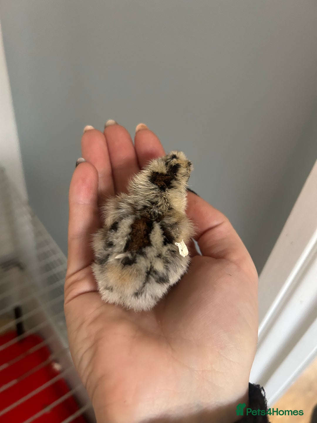 Chickens poultry for sale: Day old bantam silkie chicks  - Image 4